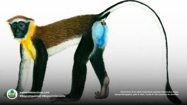 Vividly coloured and social Dryas Monkeys hang to for survival in #Congo #DRC #Africa there are only 100-250 of them left. Help save them each time you shop #Boycottpalmoil #Boycott4Wildlife  https://palmoildetectives.com/2023/06/11/dryas-monkey-chlorocebus-dryas/ via @palmoildetectives 