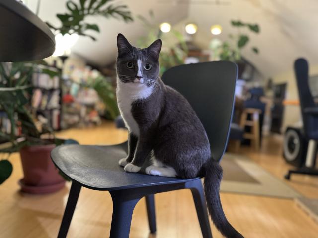 Beautiful cat sitting on a chair