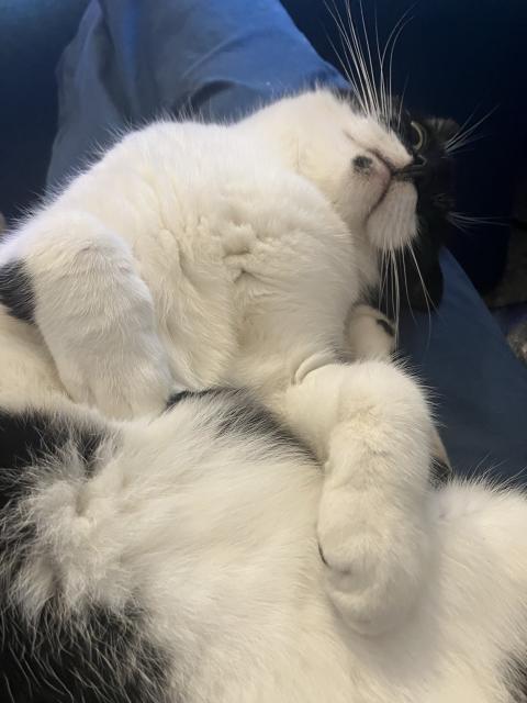 A black and white cat lying back along outstretched legs. The cat is showing its mostly white belly. His eyes are open, he’s definitely planning violence 