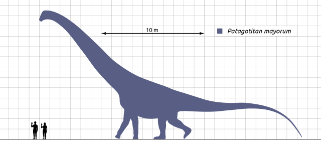 A scale diagram showing the giant titanosaur Patagotitan mayorum, compared to some humans. via Wikimedia Commons

“• Patagotitan silhouette based proportionally on a skeletal reconstruction by Henrique Paes, used with permission.[1]
• Patagotitan is one of the more complete giant titanosaurs but there are still areas that are unknown.[2] The proportions shown here, such as neck and tail length, are dependent on how many vertebrae are used to fill in the gaps; these proportions might differ slightly between reconstructions.
• Humans scaled to 170 cm (5 ft 7 in) and 160 cm (5 ft 3 in).”