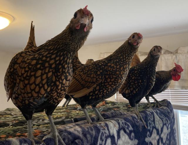 Four bantam Golden Sebright chickens, three hens and a rooster, peer into the camera curiously.  Copper colored feathers edged in black, pale olive legs, horn colored beaks, the Golden Sebright is truly lovely.