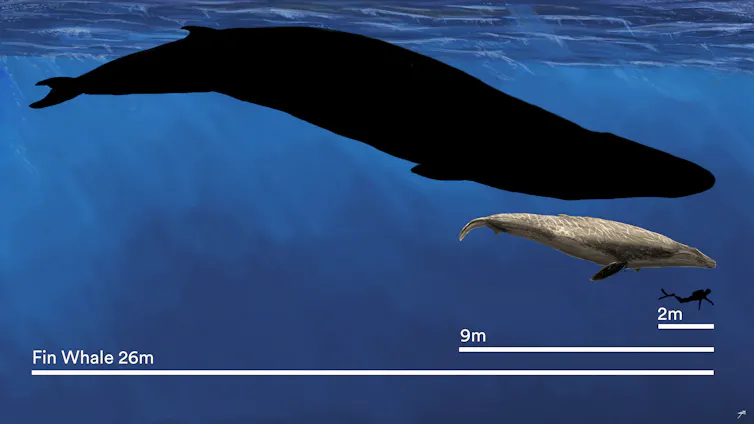 whale sizes