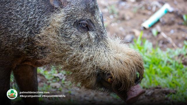 Borneo’s bearded pigs are gardeners of forests and protectors of their inhabitants. They are threatened by #palmoil #deforestation in their region. Help them and be #vegan #Boycottpalmoi #Boycott4Wildlife https://palmoildetectives.com/2021/02/14/bornean-bearded-pig-gardener/ via @PalmOilDetectives 