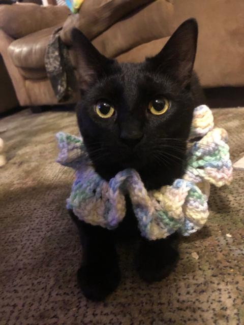 cat in a pastel clown ruff 