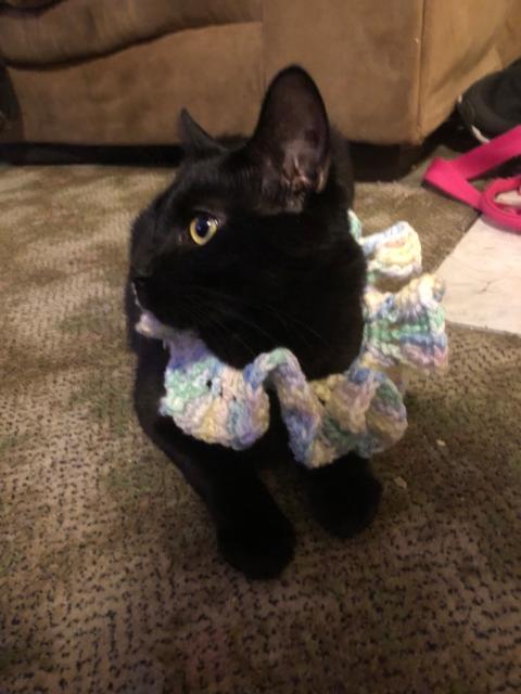 cat in a pastel clown ruff 