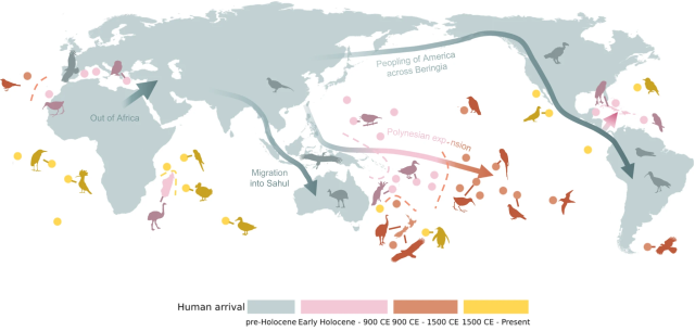 Human colonization and associated bird extinctions.

Human expansion across the planet is classified into four major waves. Major human dispersal routes are indicated with arrows, and silhouettes show example fossil (pre-Holocene–1500 CE) and observed (1500 CE–Present) bird extinctions.