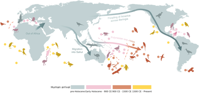 Human colonization and associated bird extinctions.

Human expansion across the planet is classified into four major waves. Major human dispersal routes are indicated with arrows, and silhouettes show example fossil (pre-Holocene–1500 CE) and observed (1500 CE–Present) bird extinctions.