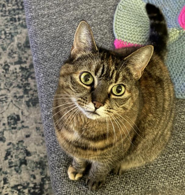 Roosje the grey cat looking up at the camera