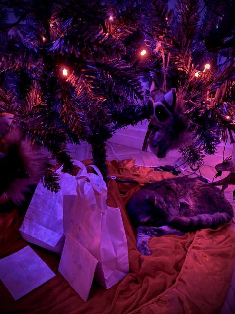 A grey tabby cat is sleeping under a lit Christmas tree, on a red cloth tree mat, surrounded by some early presents.