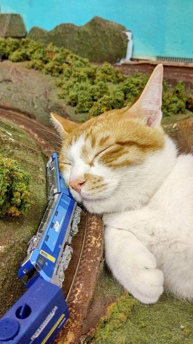 Cat has fallen asleep on a model train yard. A flipped over train is now a pillow