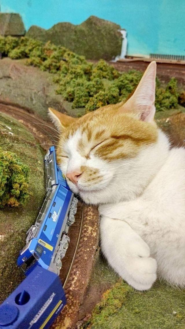 Cat has fallen asleep on a model train yard. A flipped over train is now a pillow