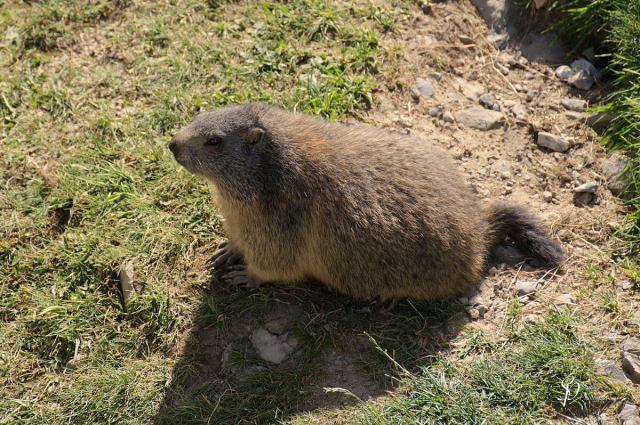 The alpine marmot (Marmota marmota) is a large ground-dwelling squirrel, from the genus of marmots. It is found in high numbers in mountainous areas of central and southern Europe, at heights between 800 and 3,200 m (2,600–10,500 ft) in the Alps, Carpathians, Tatras and Northern Apennines. In 1948 they were reintroduced with success in the Pyrenees, where the alpine marmot had disappeared at end of the Pleistocene epoch. (Text Source: Wikipedia)