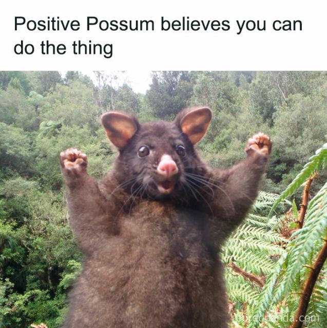 possum