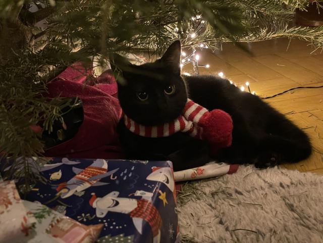A black cat with shiny eyes, wearing a red and white scarf, lying under the Christmas tree next to a box wrapped in Christmas themed shark paper. 