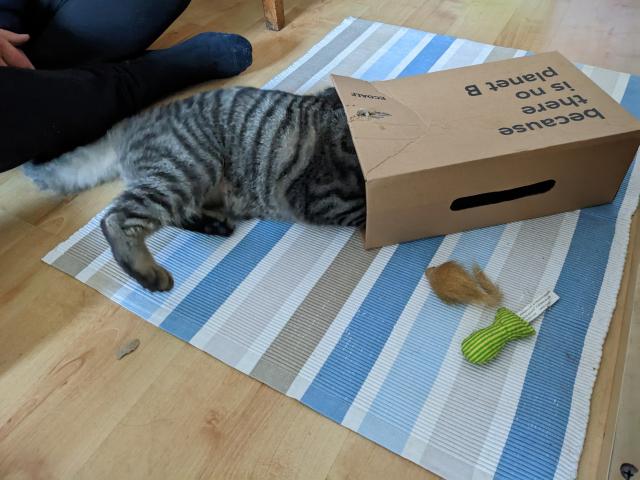A plush tabby cat with his front end obscured because he's launched himself inside a small box 