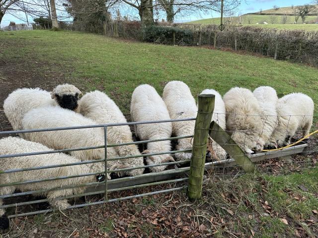 Sheep lined up at a trough. 