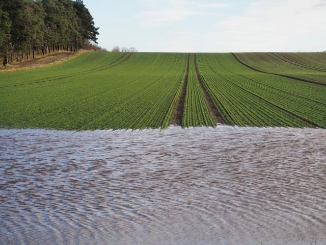 A green field going up a hill. The camera views it along the tracks of the tractor. The tracks vanish in a big puddle on the near edge of the picture, and the sky on the far edge. A forest is on the left side of the field.