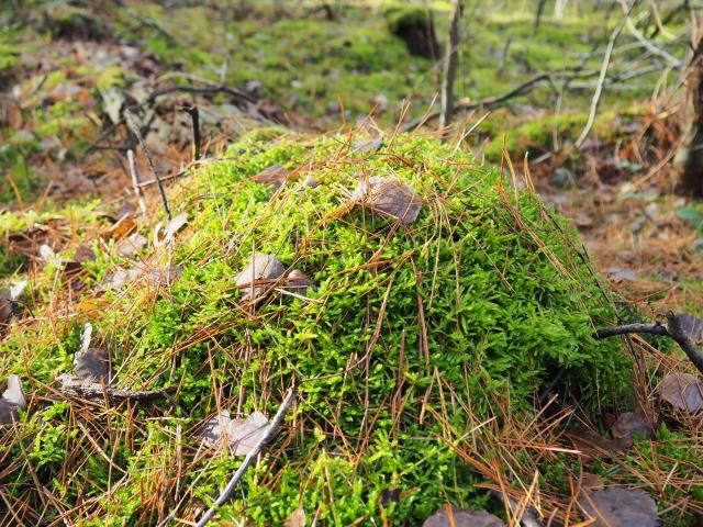 a small lump of green moss littered with brown pine needles and leaves