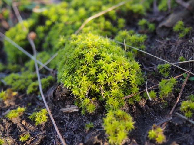 detail of star-shaped green moss on black soil in the sun