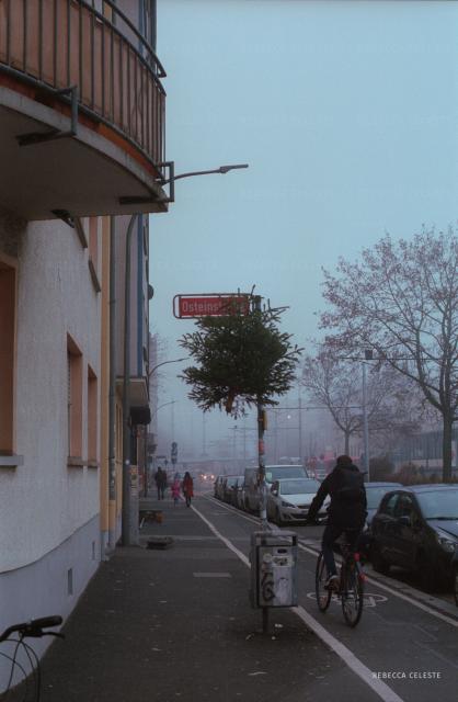 A small naked christmas tree on a street sign.