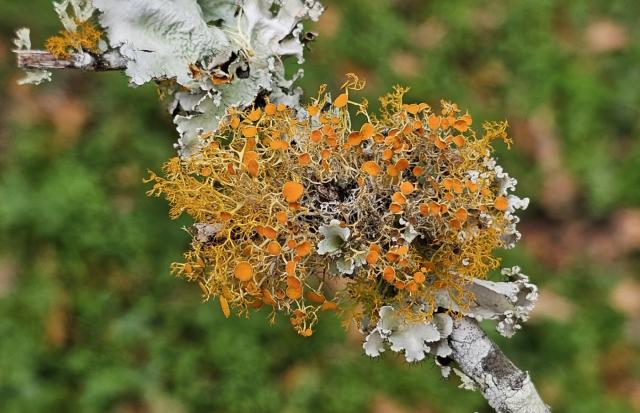 Lichen on a twig that fell from the treetops, bluegreen plates, wild orange tendrils ending in cups looking like an explosion. 