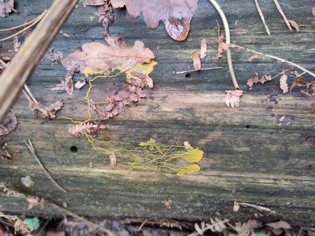 Yellow tree shaped lines, almost drawing a map on a stump of dead wood. The yellow slime mold seems to be exploring some dead leaves sticking to the wood