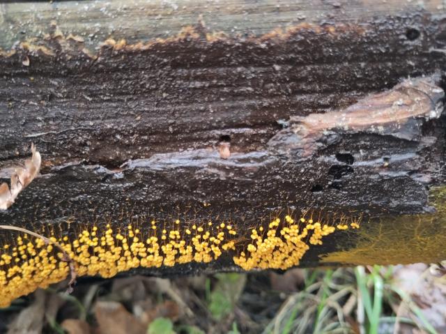 Bright yellow fruiting bodies on tiny brown stalks on wet dead wood. Yellow plasmodium showing it's map like growth on the right side of the picture.