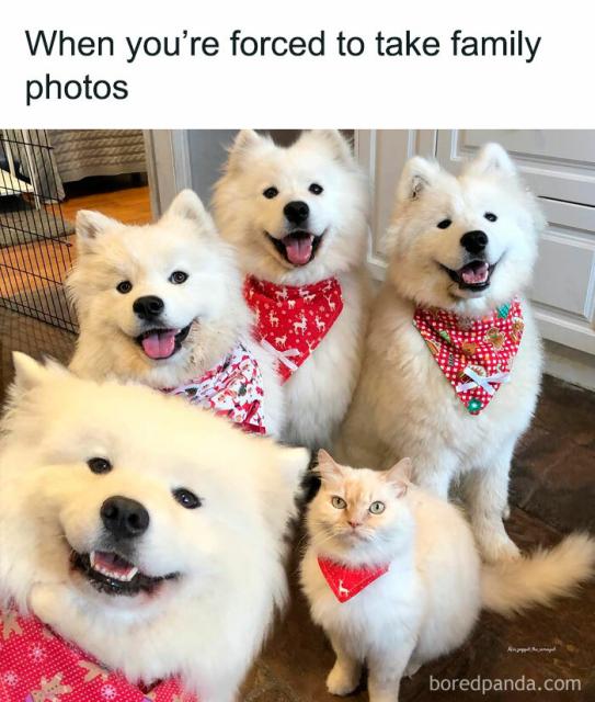 dogs and cat
