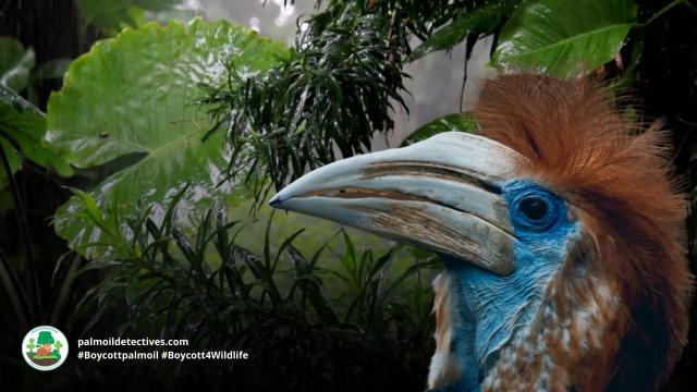 A shock of fiery red feathers and blue rimmed eyes announce the arrival of the majestic yellow-casqued #hornbill. They are vulnerable from #deforestation and #hunting in #WestAfrica. Fight for them and #Boycottpalmoil  #Boycott4Wildlife
https://palmoildetectives.com/2023/09/17/yellow-casqued-hornbill-ceratogymna-elata/