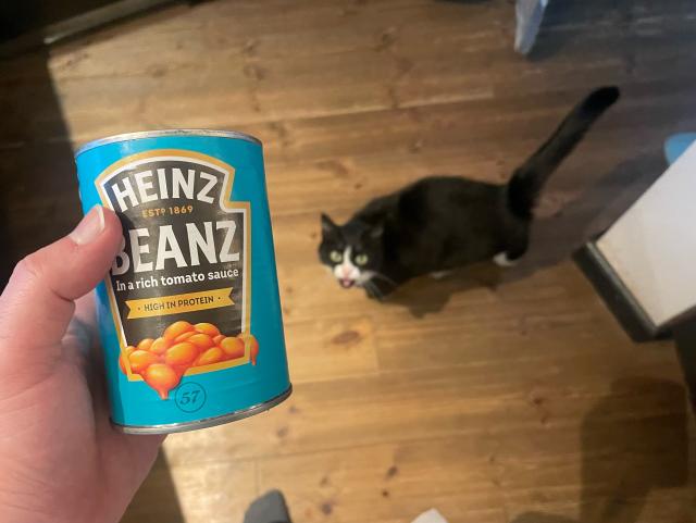 cat meows at a can of baked beans