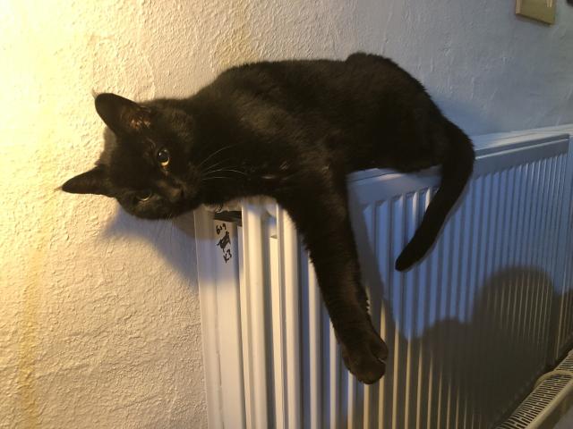A black cat laying on a radiator looking like his limbs have turned to mush
