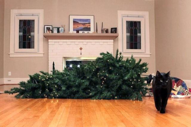 cat knocks down tree