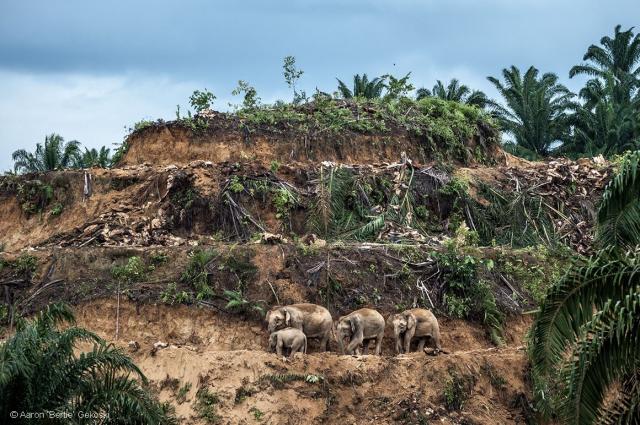 elephants walking through a destroyed rainforest planted with palm oil 

#News: So-called 'net zero' flight using #palmoil #biofuel labelled as blatant #greenwashing as it comes from destroyed rainforest https://www.opendemocracy.net/en/virgin-atlantic-world-first-transatlantic-net-zero-flight-saf-sustainable-aviation-fuel-cop28/
