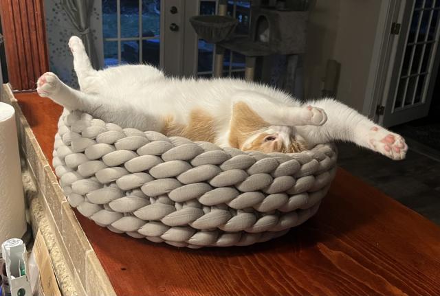 Orange and white tabby lying on back with arms and legs splayed in crocheted cat bed on countertop