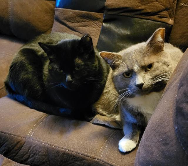 Two ear tipped, short haired cats curled up together on a dark brown microfiber sofa. The one on the left is all black and looking thoughtful. The one on the right is a grey and white tuxie and looks annoyed, as usual, at the camera.
