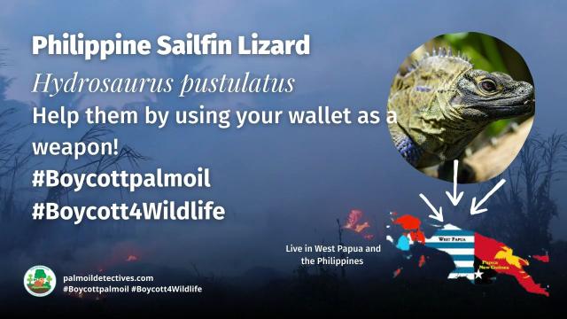 Extremely colourful Philippine Sailfin #Lizards can walk on water and turn purple during the mating season. They are decreasing in number due to multiple threats. Help their survival and  #Boycott4Wildlife  https://palmoildetectives.com/2023/11/12/philippine-sailfin-lizard-hydrosaurus-pustulatus/ via @palmoildetectives  