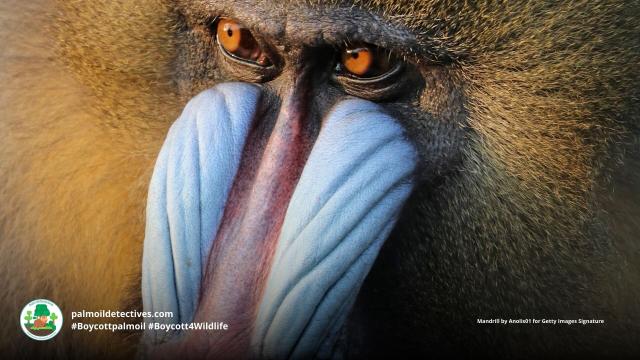 The largest and most colourful old world monkeys - Mandrills get even brighter coloured when excited. They are #vulnerable from #palmoil #meat #deforestation and #poaching. Help them survive and be #vegan, #Boycottpalmoil #Boycott4Wildlife  https://palmoildetectives.com/2023/12/17/mandrill-mandrillus-sphinx/ 