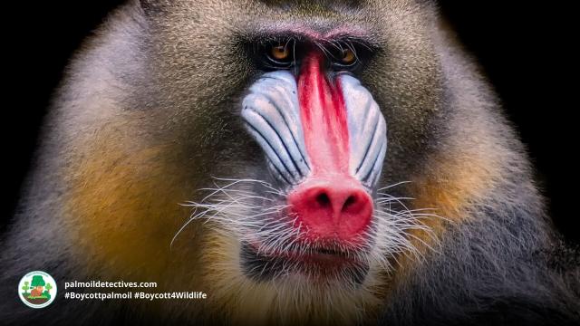 The largest and most colourful old world monkeys - Mandrills get even brighter coloured when excited. They are #vulnerable from #palmoil #meat #deforestation and #poaching. Help them survive and be #vegan, #Boycottpalmoil #Boycott4Wildlife  https://palmoildetectives.com/2023/12/17/mandrill-mandrillus-sphinx/ 