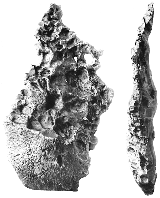 The N'Goureyma Iron Meteorite fell in Mopti, Mali on June 15, 1900.

The American Journal of Science, ser. 4 v. 15. 1903. Public domain.