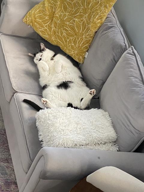 A gray couch with a black and white cat laying on it 
showing his belly. 