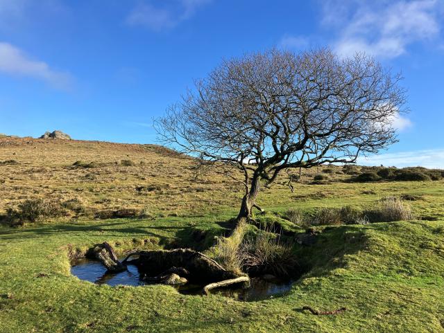 Photo of a lone hawthorn tree on open moorland. The tree has, at some time, fallen to the right, its root plate lifted up  leaving a shallow hollow that has since filled with water and created a pool. Still the tree grows, its mossy trunk half lying on the uneven ground then twisting skywards with knotted, thorny branches, now winter-bare. Tall spiky, grasses grow at the base, around the edge of the pool and where the ground is boggy. Moorland rises up behind the tree to a grey granite tor on the skyline. The slopes covered in rough brownish green grass and scattered gorse bushes. The sky is bright blue with a few puffs of wispy white cloud.