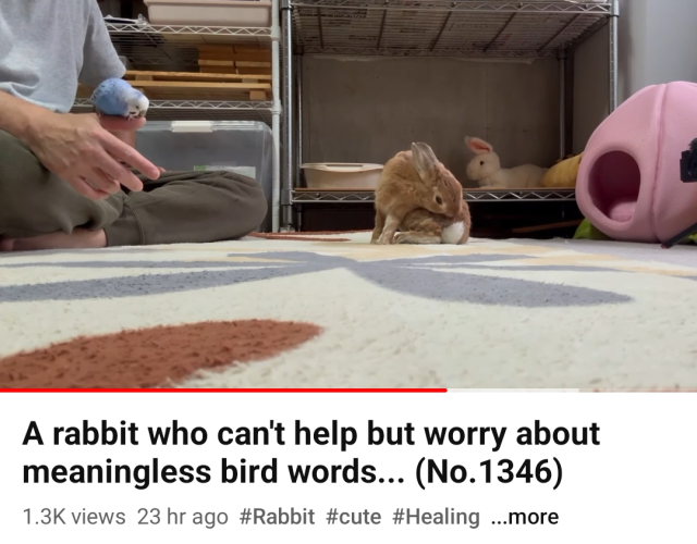 YouTube screenshot of a rabbit grooming himself with a budgie next to him. Title: A rabbit who can't help but worry about meaningless bird words...