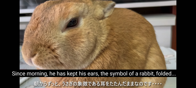 a grumpy looking rabbit with his ears folded back. subtitle: since morning, he has kept his ears, the symbol of a rabbit, folded...