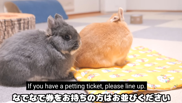two rabbits sitting next to each other. subtitle: if you have a petting ticket, please line up.