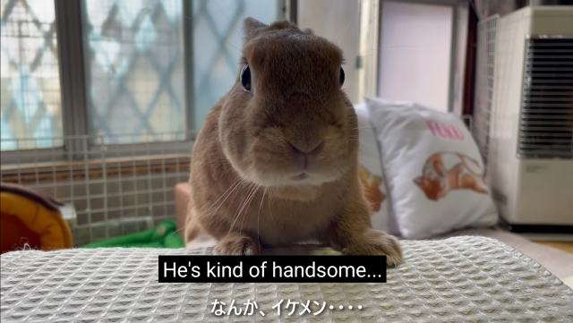 a rabbit staring into the camera, mouth slightly agape. subtitle: he's kind of handsome...