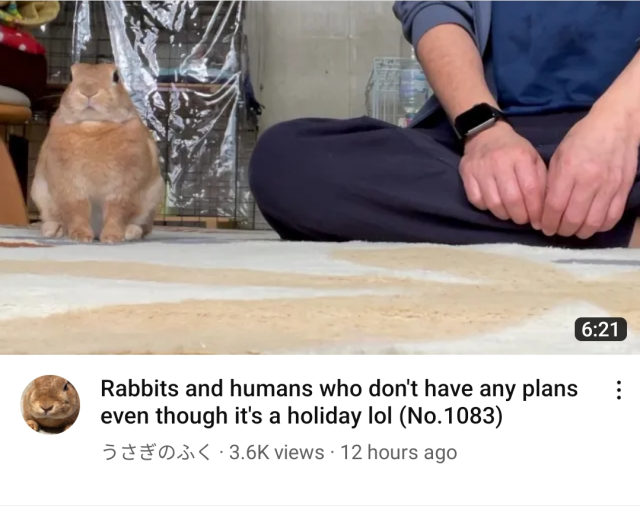 youtube screenshot. thumbnail: a person sitting, their face off screen, next to a rabbit, who is looking vaguely towards the camera with a blank expression on his face. title: rabbits and humans who don't have any plans even though it's a holiday lol
