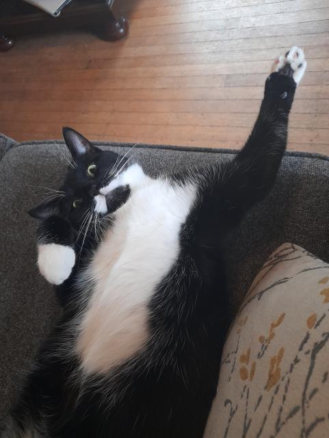 Black & white cat laying on it back on a grey couch. He has his paw extended in the air, appearing ti give a high five.