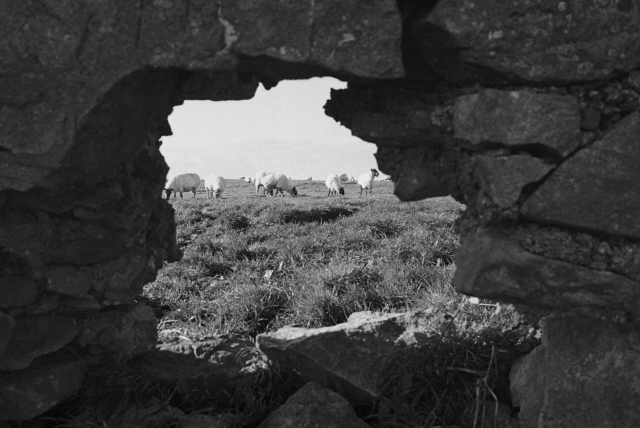 A flock of sheep on a grassy field as seen through a large, jagged hole in a stone wall.