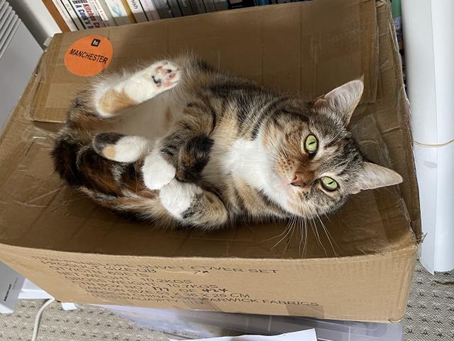 A cat lying on her back holding her tail between her front paws 
