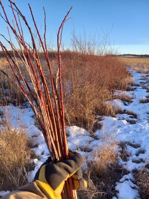 A gloved hand holding a bunch of willow sticks in front of a patch of scrubby willow bushes in a snowy farm field.